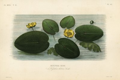 Gul näckros, Nuphar lutea, Nenuphar lutea, Nenuphar jaune av Unbekannt