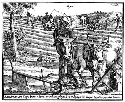 Okkar oxar och plöjningsfält, Sydafrika, 1700-talet 1931 av Unbekannt