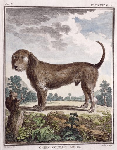 Cross Breed Dog (färgat tryck) av Unbekannt Unbekannt
