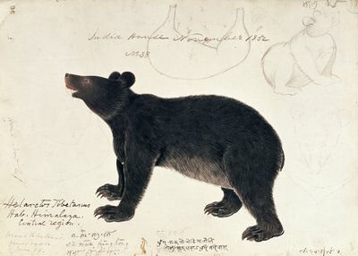 Tegning af en asiatisk sortbjørn, Ursus Tibetanus, fra den centrale region i Himalayaswed av Unbekannt Unbekannt