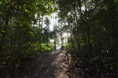 Stig i djungeln vid Camp Leaky, Tanjung Puting National Park, Central Kalimantan, Borneo, Indonesien av Unbekannt Unbekannt