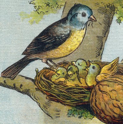 En fågel matar sina ungar i ett bo. Gravyr i "Alphabet de ma petite fille". Bernardin-Bechet och Fils, bokhandlare-förlag, Paris, omkring 1895. Okrossbart album på duk. Bibliotheque des babes. 12 sidor. Album innehållande en läsmetod och en illu av Unbekannt