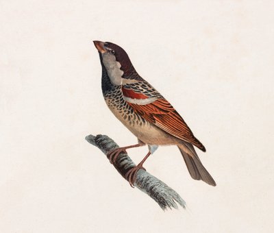 En färgillustration av en fågel av Unbekannt