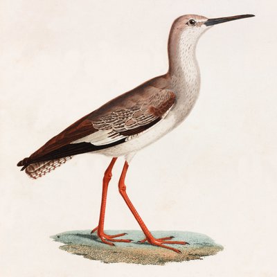 En färgillustration av en fågel av Unbekannt