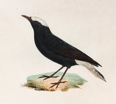 En färgillustration av en svart fågel med vit svans av Unbekannt