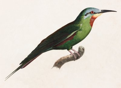 En färgillustration av en grön fågel av Unbekannt