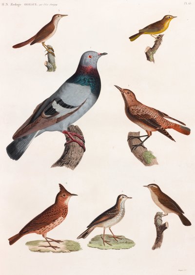 En helsidesserie med färgillustrationer av fåglar av Unbekannt
