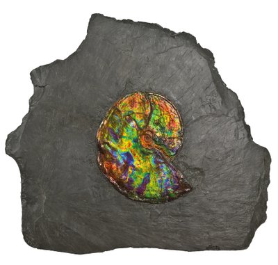 En stor iriserande ammonit, från Kanada (fossil) av Unbekannt