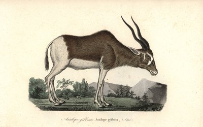 Addax- eller skruvhornsantilop, Addax nasomaculatus. Akut hotad. Handkolorerat kopparstick från Rene Primevere Lessons Complements de Buffon, Pourrat Freres, Paris av Unbekannter Künstler