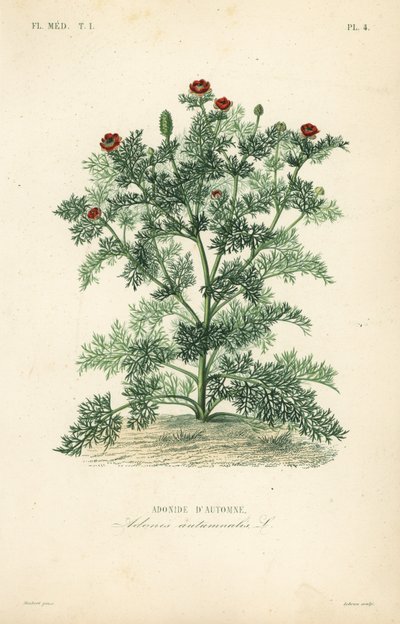Adonis blomma eller fasanöga, Adonis ettårig, Adonis autumnalis, Adonis d