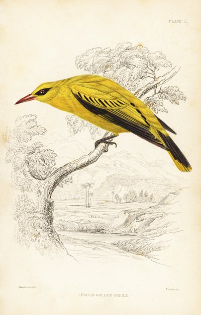 Afrikansk gyllene oriole, Oriolus auratus. Handkolorerat stålstick av William Lizars efter William Swainson från Sir William Jardine