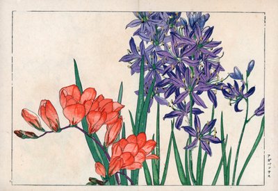 Agapanthus eller liljekonvalj (blå) och fresia. Afrikansk lilja, Agapanthus africanus, och fresia, Freesia refracta. Handkolorerat träsnitt från Konan Tanigamis "Seiyou Sokazufu" (Pictorial Album of Western Plants and Flowers: Spring), Unsodo, Kyo av Unbekannter Künstler