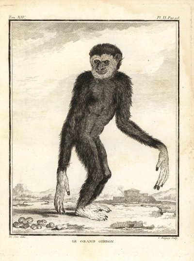 Agil gibbon, Hylobates agilis. Enganderad. Den stora gibbon. Kopparstick av C. Baquoy, efter en illustration av Jacques de Seve från Georges-Louis Leclerc, Comte de Buffon