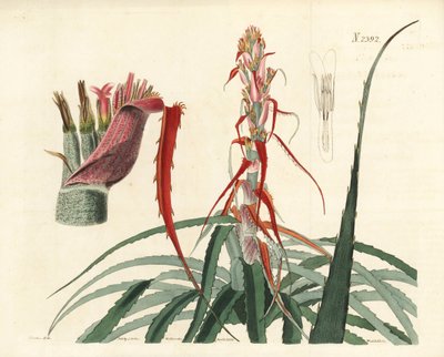 Aguava, Bromelia alsodes (Smalbladig ananas, Bromelia sylvestris). Handkolorerat kopparstick av Weddell efter en botanisk illustration av John Curtis från William Curtis