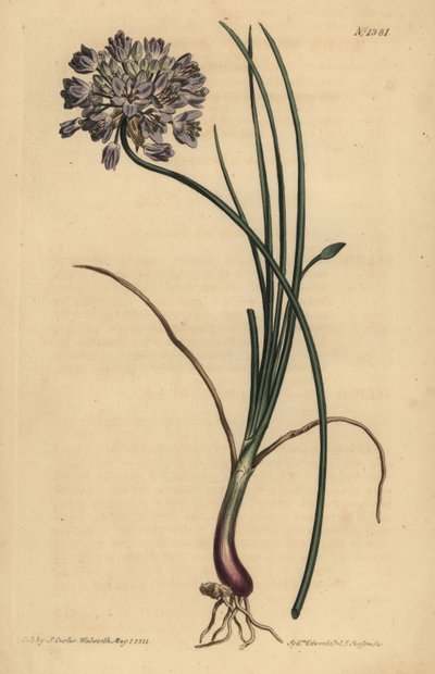 Allium stellerianum (Jonquilbladig vitlök av Unbekannt