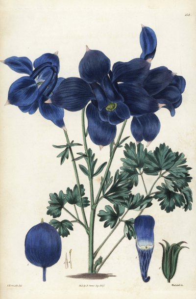 Alpin akleja, Aquilegia alpina. Handkolorerat kopparstick av Weddell efter en botanisk illustration av Edward Dalton Smith från Robert Sweet