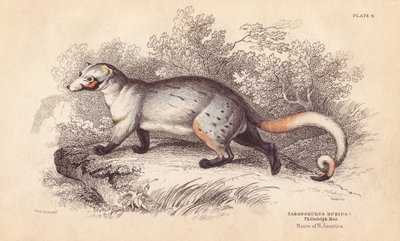 Amerikansk paradox, Paradoxurus dubius. Från ett exemplar i Philadelphia Museum. Handkolorerat stålgravyr av Lizars efter en illustration av Charles Hamilton Smith från William Jardine