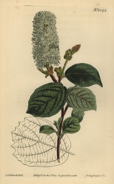 Amerikansk wychhassel, Fothergilla gardenii (bredbladig fothergilla, Fothergilla alnifolia major) av Unbekannt