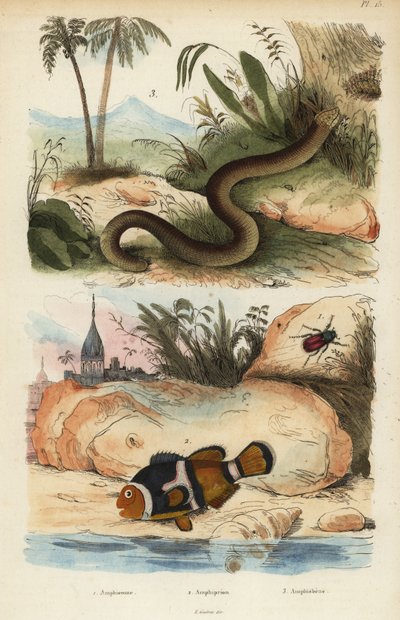 Amphicoma scullelata 1, saddleback clownfisk, Amphiprion polymnus 2 och vit masködla, Amphisbaena alba 3. Amphiprion laticlavius Amphicome, Amphiprion, Amphisbene av Unbekannt