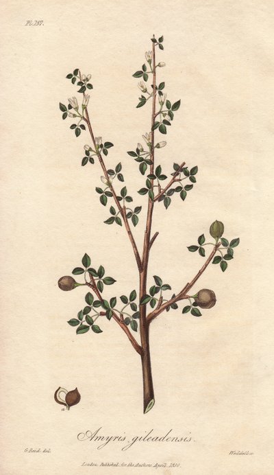 Amyris elemifera eller Elemi-trädet (Commiphora gileadensis) Starkt vatten av William Clarke för att illustrera "Medical Botanical, Description of the Medicinal Plants of London, Edinburgh and Dublin" av John Stephenson och James Morss Churchill, publicera av Unbekannter Künstler
