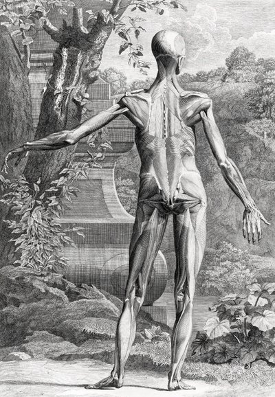 Anatomisk illustration av Unbekannter Künstler