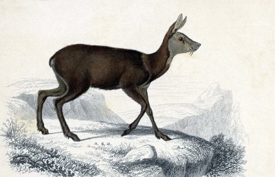 Djurnamn: Chevrotain (Moschus Pygnueus). Mammiferes quadrupedes ruminants - i "Dictionnaire universel d