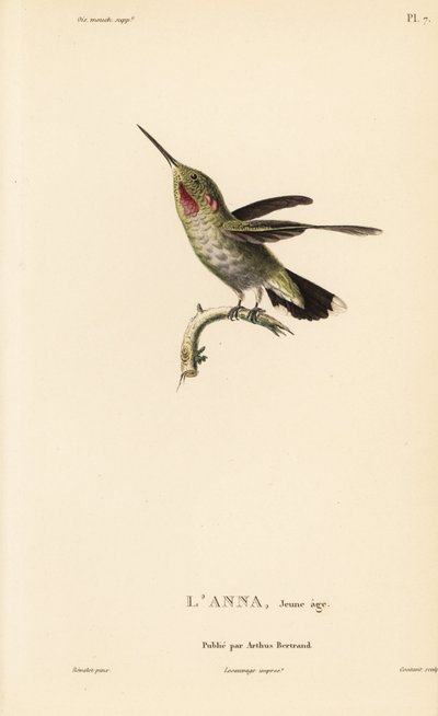 Annas kolibri, Calypte anna (Ornismya anna), juvenil. Handkolorerat stålgravyr av Coutant efter en illustration av Jean-Gabriel Pretre från Rene Primevere Lessons Natural History of the Colibri Genus of Hummingbirds. av Unbekannter Künstler