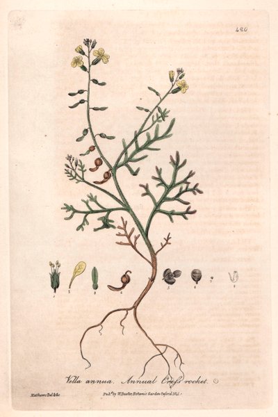 Annuell vella (Vella annua) - Botanisk plansch av Isaac Russell, graverad av Charles Matthews, från "English Botanical Phenomenes" av William Baxter (1788-1871) av Unbekannter Künstler