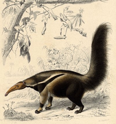 Myran Tamanor (Myrmecophaga jubata) av Unbekannter Künstler