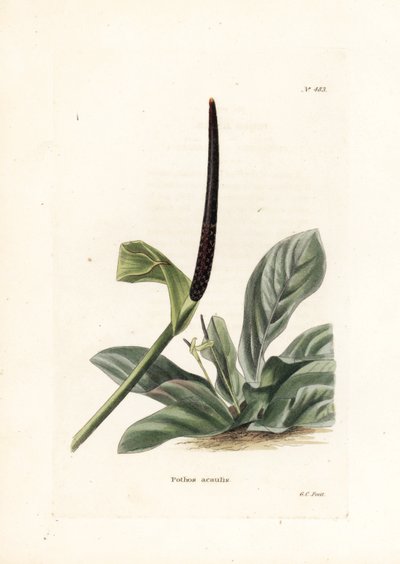 Anthurium fågelbo eller anthurium kål (Pothos acaulis) - Litografi av George Cooke, för den brittiska tidskriften Conrad Loddiges Botanical Cabinet (1738-1826) av Unbekannter Künstler