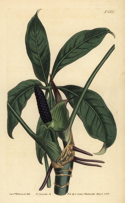 Anthurium palmatum (Fembladig pothos, Pothos pentaphylla) av Unbekannt