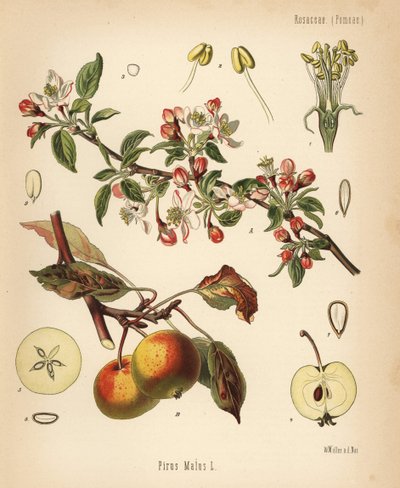 Äppelträd, Malus domestica (Pyrus malus). Kromolitografi efter en botanisk illustration av Walther Muller från Hermann Adolph Koehler