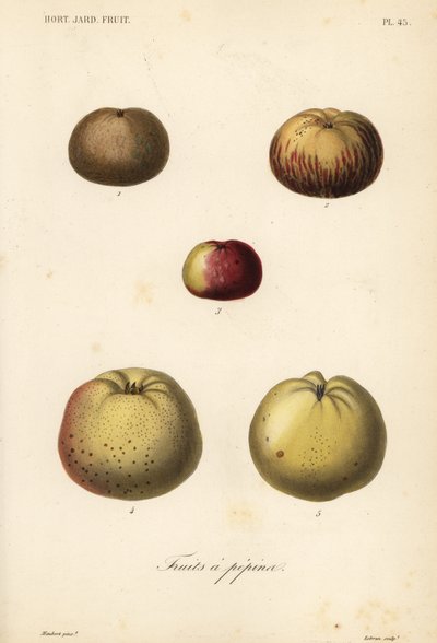 Äppelsorter, Malus pumila av Unbekannt