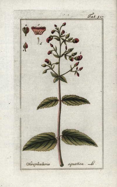 Vattenskorpion (Scrophularia aquatica). Litografi från "Afbeelding der Artseny-Gewassen" av Johannes Zorn (1739-1799), Nederländerna av Unbekannter Künstler