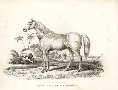 Arabisk häst eller arabhäst, Equus caballus var. arabicus. Med Napoleons märke på flanken och franska soldater och kanoner i en nordafrikansk slagfältsmiljö. Handkolorerad litografi från Georg Friedrich Treitschkes naturhistoriska galleri, Naturhistor av Unbekannter Künstler