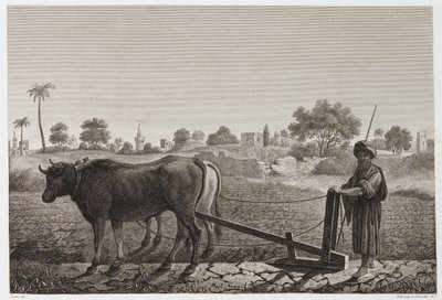 Åkerbruk, plöjning Plöjning med oxar, Egypten, ca 1798 av Unbekannt