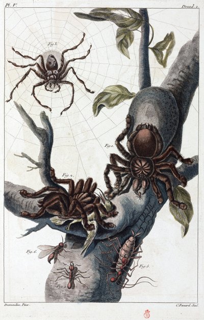 Surinam fågelätande spindel och tarantula av Unbekannt
