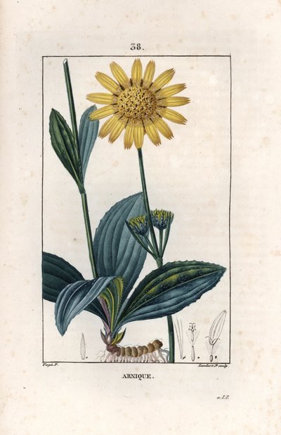 Arnique (arnica) - Gravyr av Lambert fils, efter en teckning av Pierre Jean Francois Turpin (1775-1840), ur La flore medicale, de Chaumeton, Poiret et Chamberet, Paris 1830 - Bergsnarv, Arnica montana - Gravyr av Lambert junior efter en teckning av Pierre  av Unbekannter Künstler