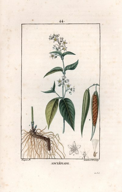 Asclepiade ou herbe à la wadding ou herbe aux parruches - Gravyr av Lambert fils efter en teckning av Pierre Jean Francois Turpin (1775-1840), hämtad ur La flore medicale, av Chaumeton, Poiret et Chamberet, Paris 1830 - Svalört, Vincetoxicum hirund av Unbekannter Künstler