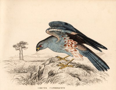 Askfärgad blå kärrhök, Circus cineraceus. Handkolorerad stålgravyr från Georg Friedrich Treitschkes naturhistoriska galleri, Naturhistorischer Bildersaal des Thierreiches, Liepzig av Unbekannter Künstler