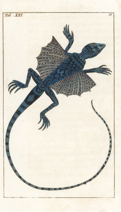Asiatisk flygödla - Forte Water av Gottlieb Tobias Wilhelm (1758-1811), från Encyclopedie of Natural History: Amfibier av Unbekannter Künstler
