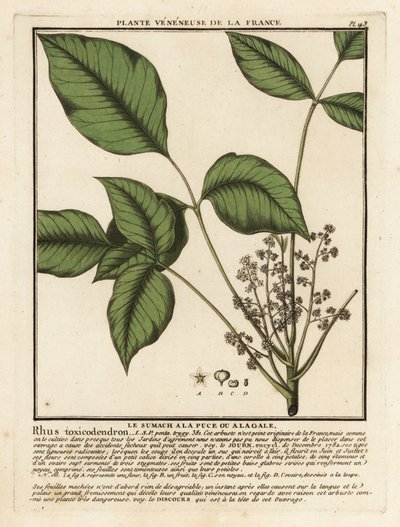 Atlantisk giftek, Toxicodendron pubescens. av Unbekannter Künstler