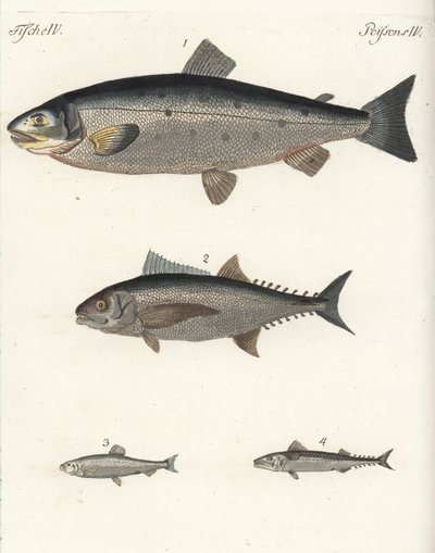 Atlantlax, Salmo salar 1, tonfisk, Thunnus species 2, sill, Clupea harengus 3, och atlantmakrill (makrill), Scomber scombrus 4. Handkolorerat kopparstick från Friedrich Johann Bertuchs Bilderbuch fur Kinder (Bilderbok för C av Unbekannter Künstler