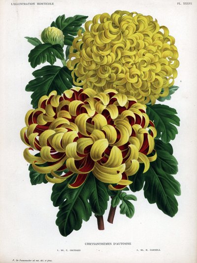 Höstens krysantemumhybrider: M. C. Orchard har stor gul blomma och karmosinröd och M. H.Cannell har stor gul blomma. av Unbekannter Künstler