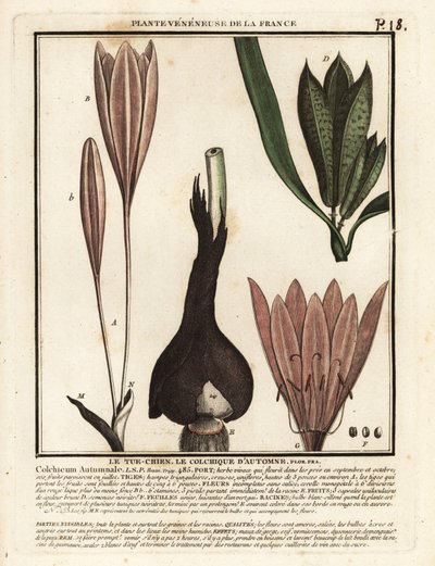 Höstkrokus, Colchicum autumnale. av Unbekannter Künstler