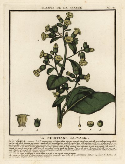 Aztekisk tobak, Nicotiana rustica. av Unbekannter Künstler