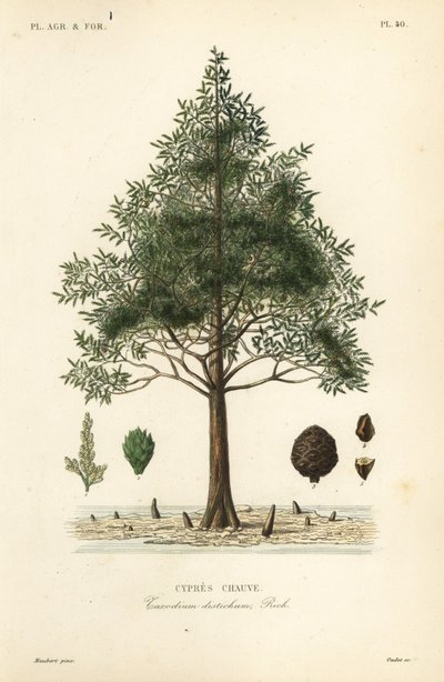 Skallig cypress eller träskcypress, Taxodium distichum, Cypres chauve av Unbekannt