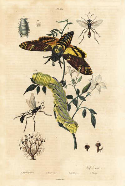 Bolllav, Sphaerophorus globulus 1, Dynamene kräftdjur 2, grävgetingar, Sphex-arter 3,4 och afrikansk dödshökmot, Acherontia atropos och larv 5 av Unbekannt