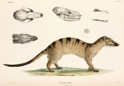 Bandad palmcivet, Indonesien av Unbekannter Künstler