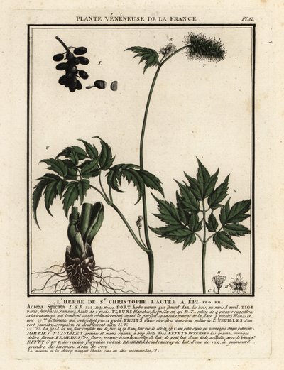 Banebär, Actaea spicata. av Unbekannter Künstler